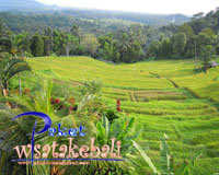 rice terrace di desa tegalalang